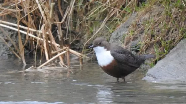 À la découverte des oiseaux de l'Orb